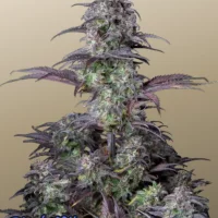 Original AUTO BLUEBERRY